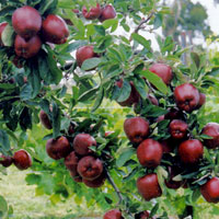 Fruit Trees